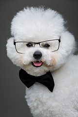 Image showing beautiful bichon frisee dog in bowtie and glasses