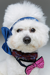 Image showing beautiful bichon frisee dog in bowties