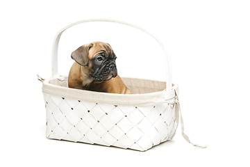Image showing cute french bulldog puppy in basket