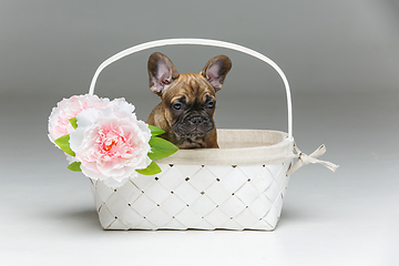 Image showing cute french bulldog puppy in basket