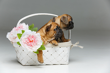 Image showing cute french bulldog puppy in basket