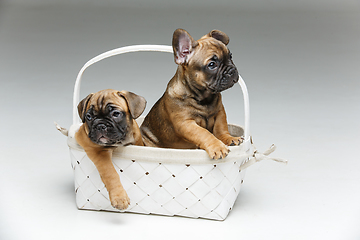 Image showing cute french bulldog puppy in basket