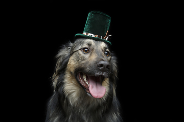 Image showing beautiful dog in hat isolated on black