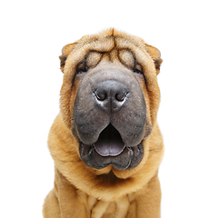 Image showing beautiful shar pei puppy