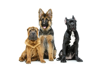 Image showing beautiful three puppy dogs