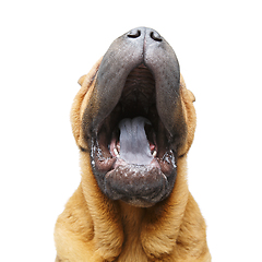 Image showing beautiful shar pei puppy yawning