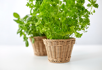 Image showing close up of parsley herb in wicker basket