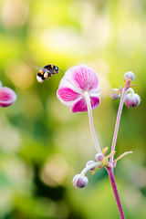 Image showing Bumblebee flies to anemone flower