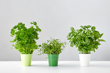 Image showing fresh parsley, basil and thyme herbs in pots