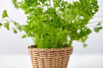 Image showing close up of parsley herb in wicker basket