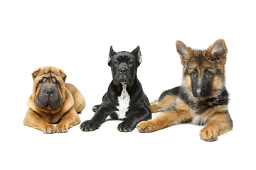 Image showing beautiful three puppy dogs