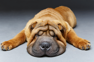 Image showing beautiful shar pei puppy sleeping