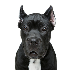 Image showing beautiful cane corso puppy