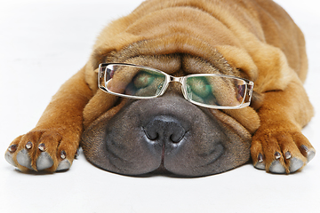 Image showing beautiful shar pei puppy