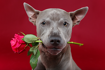 Image showing dog holding rose in mouth