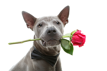 Image showing dog in bowtie holding rose in mouth