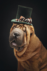 Image showing beautiful shar pei puppy in hat