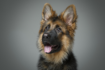 Image showing beautiful german shepard puppy