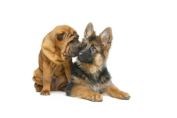 Image showing beautiful two puppy dogs