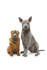 Image showing beautiful two dogs