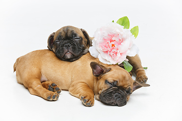 Image showing two beautiful french bulldog puppies
