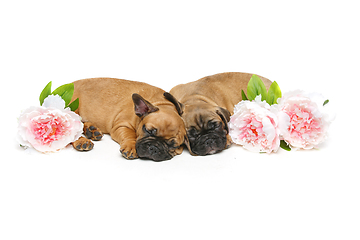 Image showing two beautiful french bulldog puppies