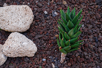 Image showing cactus plants on tenerife island