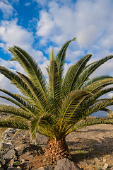 Image showing palm tree on tenerife island