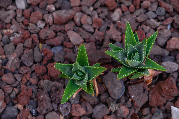 Image showing cactus plants on tenerife island