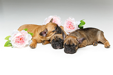 Image showing three beautiful french bulldog puppies