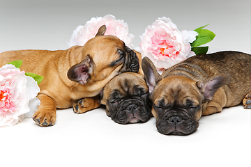 Image showing three beautiful french bulldog puppies