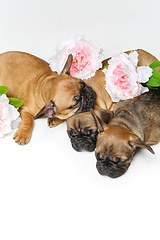 Image showing three beautiful french bulldog puppies