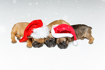 Image showing puppies sleeping in christmas hats