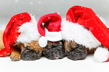 Image showing puppies sleeping in christmas hats