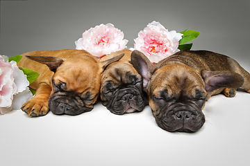 Image showing three beautiful french bulldog puppies