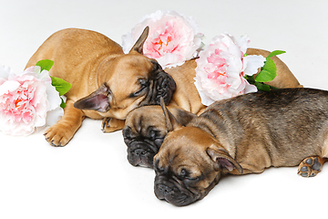 Image showing three beautiful french bulldog puppies