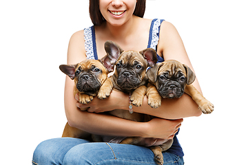 Image showing french bulldog puppies on girl knees