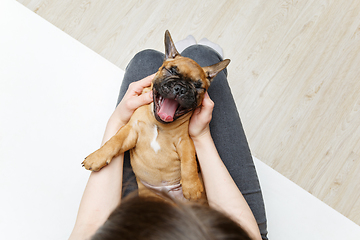 Image showing french bulldog puppy on girl knees