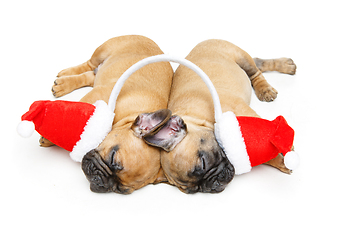 Image showing puppies sleeping in christmas hats