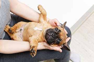 Image showing french bulldog puppy on girl knees