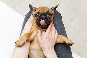 Image showing french bulldog puppy on girl knees