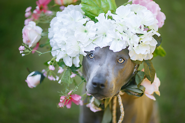 Image showing thai ridgeback dog in flower wreath