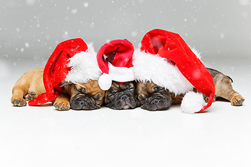 Image showing puppies sleeping in christmas hats