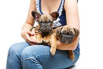 Image showing french bulldog puppies on girl knees