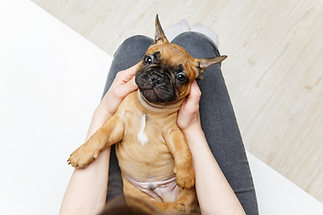 Image showing french bulldog puppy on girl knees