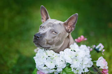 Image showing thai ridgeback dog in flower wreath