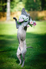 Image showing thai ridgeback dog in flower wreath