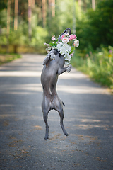 Image showing thai ridgeback dog in flower wreath