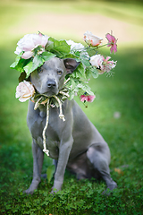 Image showing thai ridgeback dog in flower wreath