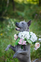 Image showing thai ridgeback dog in flower wreath